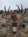 Mule Deer Montana