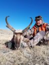 Antelope Hunting Montana